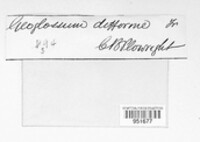 Image of Geoglossum difforme